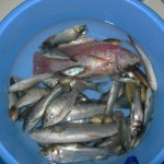 Биоразнообразие пресноводных рыб Вьетнама