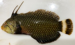 Novaculichthys taeniurus (Labridae)