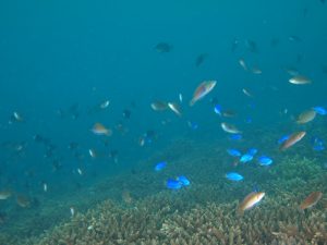 Полевой сезон 2025 года. Вьетнам.