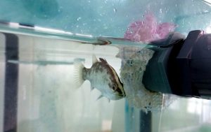 Полевой сезон 2025 года. Вьетнам. Приморское отделение Совместного Российско-Вьетнамского Тропцентра (город Нячанг).