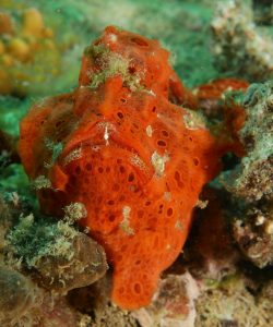 Полевой сезон 2025 года. Вьетнам.