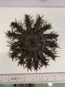 Полевой сезон 2025 года. Вьетнам. Приморское отделение Совместного Российско-Вьетнамского Тропцентра (город Нячанг).