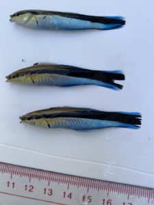 Полевой сезон 2025 года. Вьетнам. Приморское отделение Совместного Российско-Вьетнамского Тропцентра (город Нячанг).